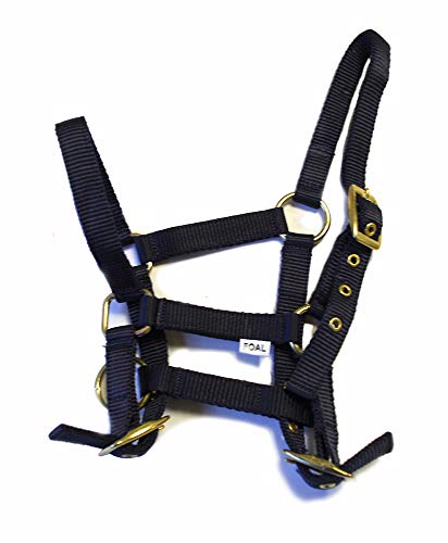 Rhinegold 0 Nylon Foal Headcollar-Navy Halfter für Fohlen, Einheitsgröße Rhinegold 0 Nylon Foal Headcollar-Navy Halfter für Fohlen, Einheitsgröße von Rhinegold