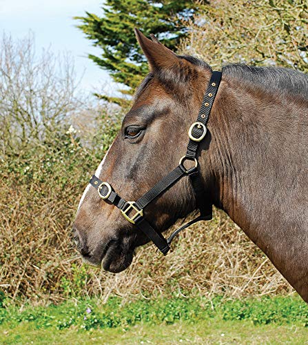 Rhinegold 0 Nylon Headcollar-Cob-Black Halfter, Schwarz Rhinegold 0 Nylon Headcollar-Cob-Black Halfter, Schwarz von Rhinegold