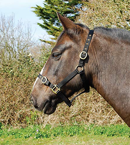 Rhinegold 0 Nylon Headcollar-Cob-Black Halfter, Schwarz von Rhinegold