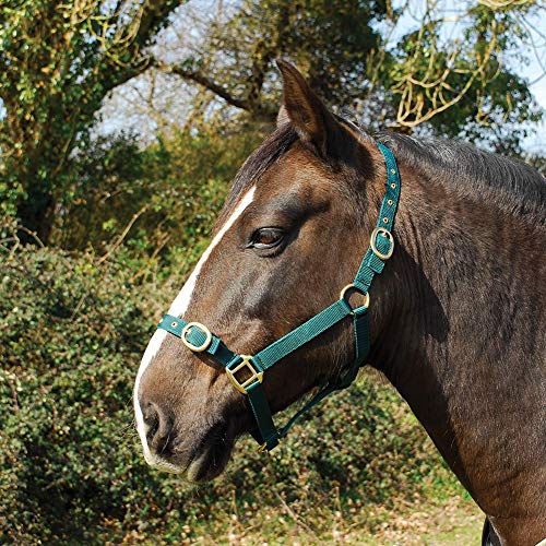 Rhinegold 0 Nylon Headcollar-Cob-Green Halfter, grün von Rhinegold