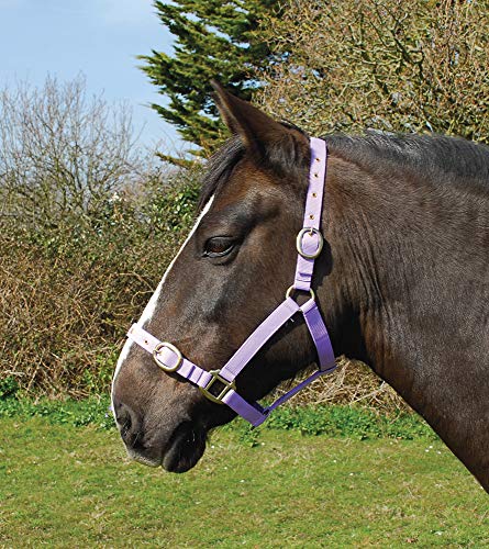 Rhinegold 0 Nylonhalfter – Cob – Lila, Flieder Rhinegold 0 Nylonhalfter – Cob – Lila, Flieder von Rhinegold