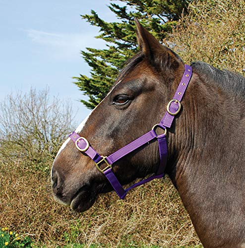 Rhinegold 0 Nylon Headcollar-Cob-Purple Halfter, violett Rhinegold 0 Nylon Headcollar-Cob-Purple Halfter, violett von Rhinegold
