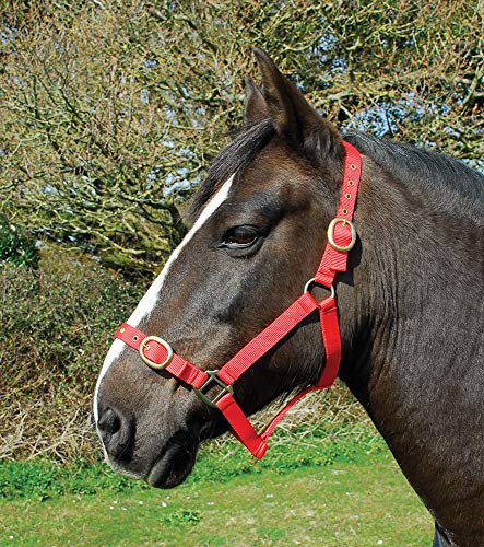 Rhinegold 0 Nylon Headcollar-Cob-Red Halfter, rot Rhinegold 0 Nylon Headcollar-Cob-Red Halfter, rot von Rhinegold