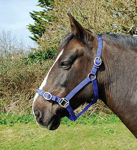 Rhinegold 0 Nylon Headcollar-Cob-Royal Blue Halfter, königsblau Rhinegold 0 Nylon Headcollar-Cob-Royal Blue Halfter, königsblau von Rhinegold