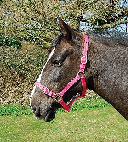 Rhinegold 0 Nylon Headcollar-Full-Raspberry Halfter, Himbeere, Volle Größe von Rhinegold