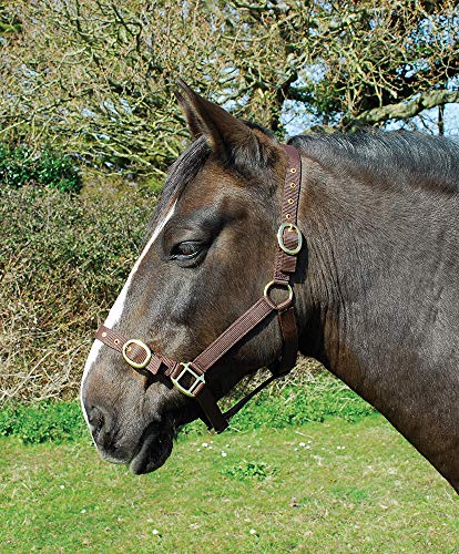 Rhinegold 0 Nylon Headcollar-Pony-Brown Halfter, braun Rhinegold 0 Nylon Headcollar-Pony-Brown Halfter, braun von Rhinegold