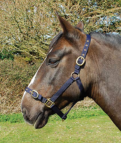 Rhinegold 0 Nylon Headcollar-Shetland-Navy Halfter Rhinegold 0 Nylon Headcollar-Shetland-Navy Halfter von Rhinegold