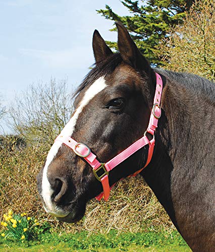 Rhinegold 0 Nylon Headcollar-Shetland-Pink Halfter, Rose Rhinegold 0 Nylon Headcollar-Shetland-Pink Halfter, Rose von Rhinegold