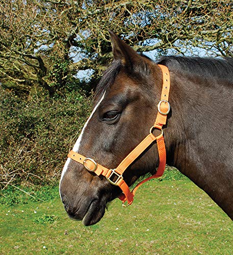 Rhinegold 0 Nylon Headcollar-Shetland-Tangerine Halfter von Rhinegold