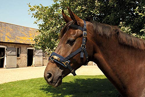 Rhinegold 0 Nylon Lunge Cavesson Longe Kappzaum, Navy, Cob Rhinegold 0 Nylon Lunge Cavesson Longe Kappzaum, Navy, Cob von Rhinegold