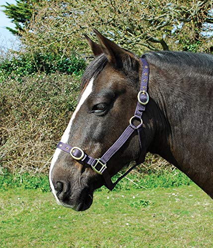 Rhinegold 0 Nylonhalfter – Pony – Pflaume Rhinegold 0 Nylonhalfter – Pony – Pflaume von Rhinegold
