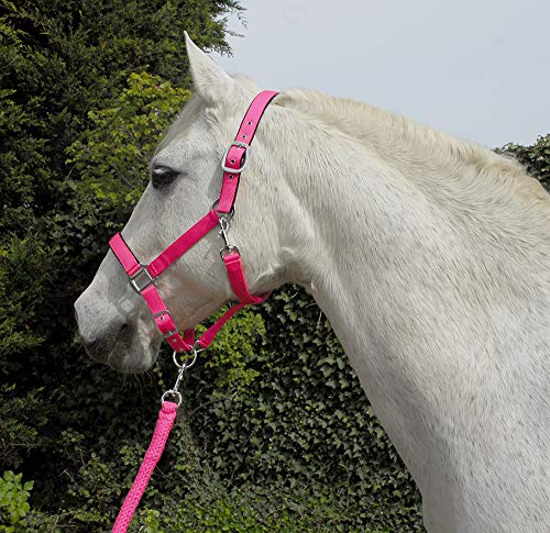 Rhinegold Carnival Headcollar & Rope Karnevals-Halfter und Seil, Hellrosa, Cob von Rhinegold