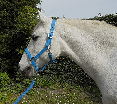 Rhinegold Carnival Headcollar & Rope Karnevals-Halfter und Seil, türkis, Pony von Rhinegold