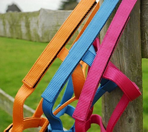 Rhinegold 30 DE Field Safe Halfter, Shetland-Himbeere Rhinegold 30 DE Field Safe Halfter, Shetland-Himbeere von Rhinegold