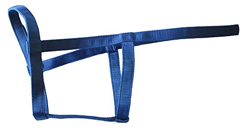 Rhinegold 30 DE Field Safe Halfter, Shetland-Türkis Rhinegold 30 DE Field Safe Halfter, Shetland-Türkis von Rhinegold