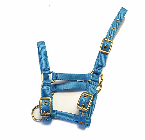 Rhinegold Halfter für Fohlen, Nylon, Türkis Rhinegold Halfter für Fohlen, Nylon, Türkis von Rhinegold