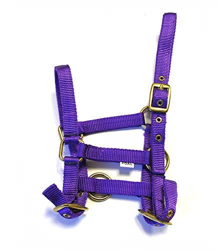Rhinegold Halfter für Fohlen, Nylon, Violett Rhinegold Halfter für Fohlen, Nylon, Violett von Rhinegold