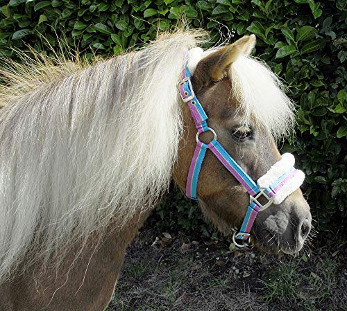 Rhinegold Kleines Pony-Halfter, gestreift, mit Pelzbesatz, Mini-Shetland, Türkis gestreift Rhinegold Kleines Pony-Halfter, gestreift, mit Pelzbesatz, Mini-Shetland, Türkis gestreift von Rhinegold