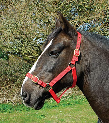 Rhinegold Nylon Headcollar-X Full-Red Halfter Rot, Kaltblut/Warmblut extragroß von Rhinegold