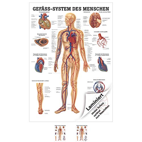 Rüdiger Das Gefäßsystem Lehrtafel Anatomie 100x70 cm medizinische Lehrmittel von Rüdiger