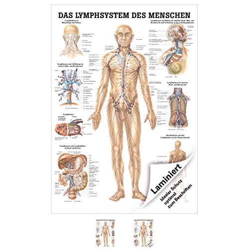 Rüdiger Das Lymphsystem Lehrtafel Anatomie 100x70 cm medizinische Lehrmittel Rüdiger Das Lymphsystem Lehrtafel Anatomie 100x70 cm medizinische Lehrmittel von Sport-Tec