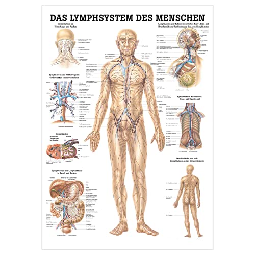 Rüdiger Das Lymphsystem Lehrtafel Anatomie 100x70 cm medizinische Lehrmittel Rüdiger Das Lymphsystem Lehrtafel Anatomie 100x70 cm medizinische Lehrmittel von Sport-Tec