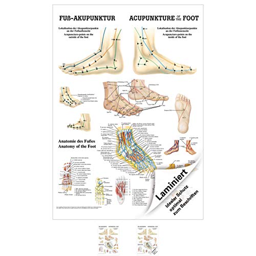 Sport-Tec Fuß-Akupunktur Mini-Poster Anatomie 34x24 cm medizinische Lehrmittel Sport-Tec Fuß-Akupunktur Mini-Poster Anatomie 34x24 cm medizinische Lehrmittel von Sport-Tec