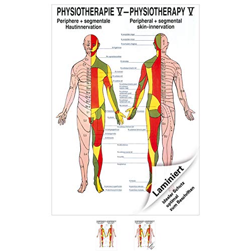 Hautinnervation Poster Anatomie 70x50 cm medizinische Lehrmittel von Rüdiger