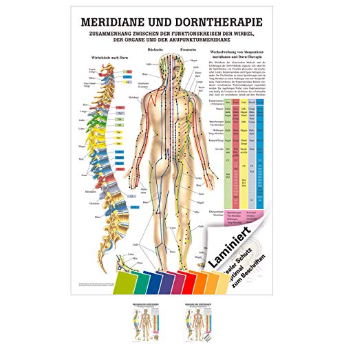 Rüdiger Meridiane u. Dorn Lehrtafel Anatomie 100x70 cm medizinische Lehrmittel von Rüdiger