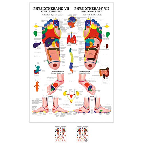 Sport-Tec Reflexzonen Fuss Mini-Poster Anatomie 34x24 cm medizinische Lehrmittel von Sport-Tec