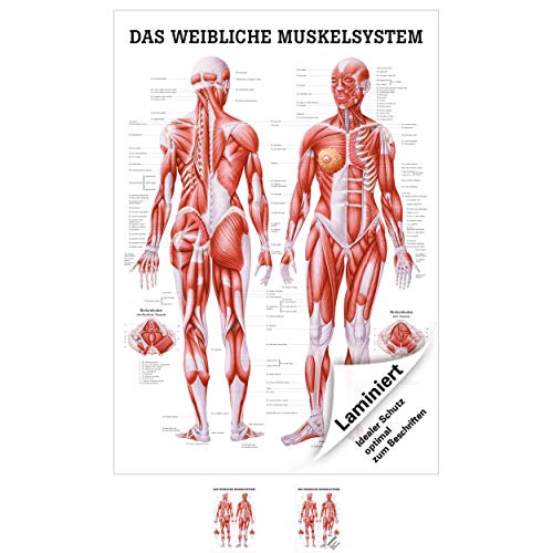 Sport-Tec Weibliches Muskelsystem Poster Anatomie 70x50 cm medizinische Lehrmittel von Sport-Tec