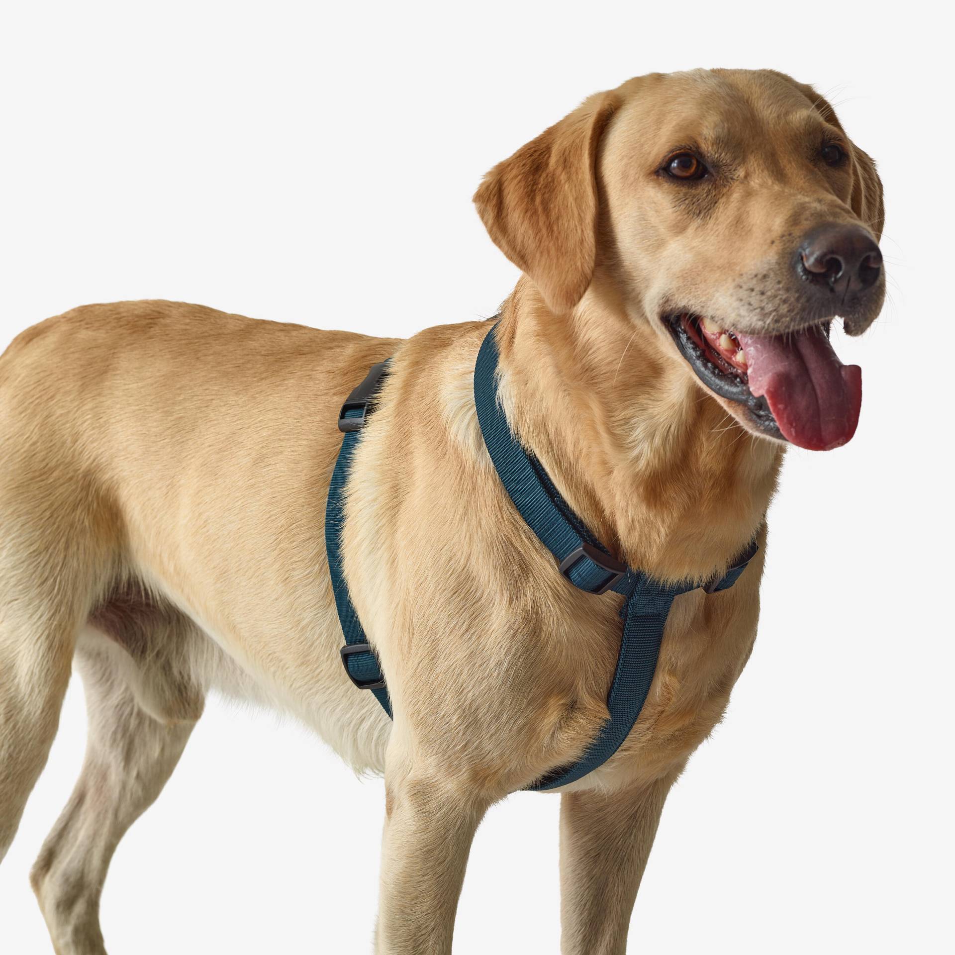 Hundegeschirr 100 blau Hundegeschirr 100 blau von SOLOGNAC
