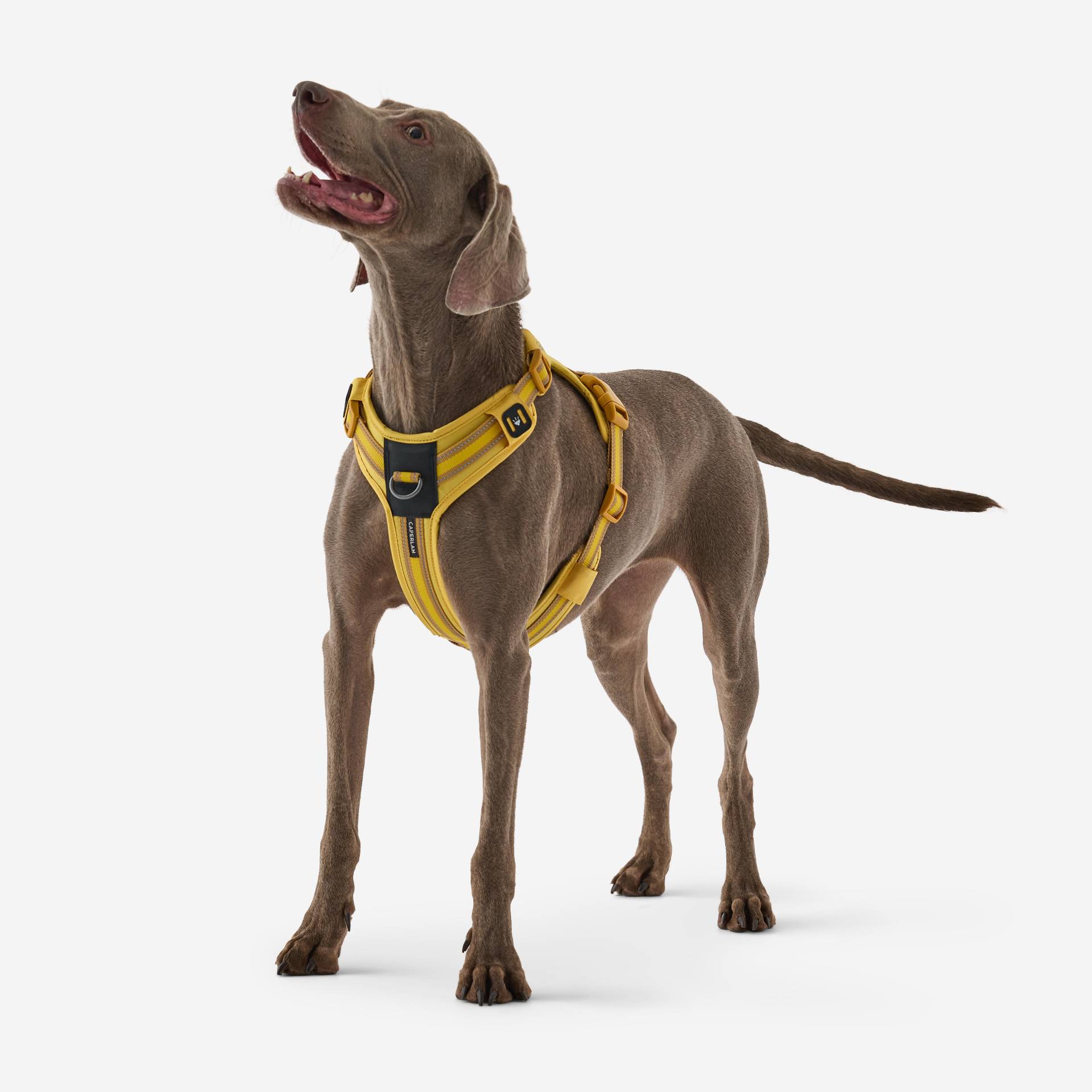 Hundegeschirr 500 gelb Hundegeschirr 500 gelb von SOLOGNAC