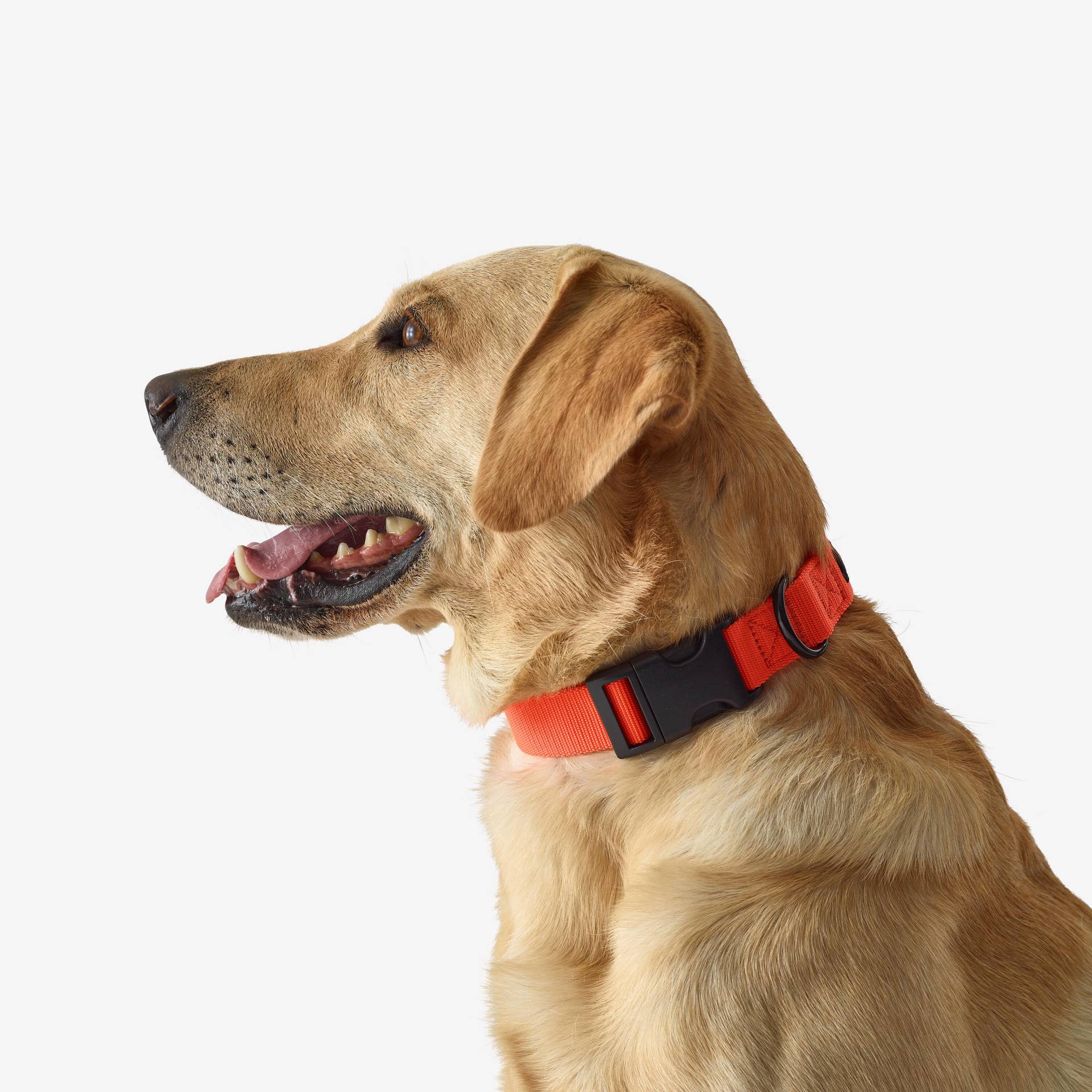 Hundehalsband 100 orange von SOLOGNAC