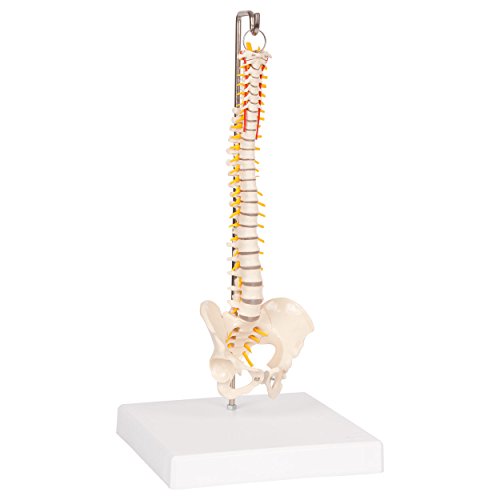 Mini-Wirbelsäule inkl. Stativ, Anatomie Modell, anatomisches Lehrmittel, 30 cm von Sport-Tec