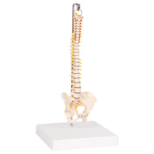 Mini-Wirbelsäule inkl. Stativ, Anatomie Modell, anatomisches Lehrmittel, 30 cm Mini-Wirbelsäule inkl. Stativ, Anatomie Modell, anatomisches Lehrmittel, 30 cm von Sport-Tec