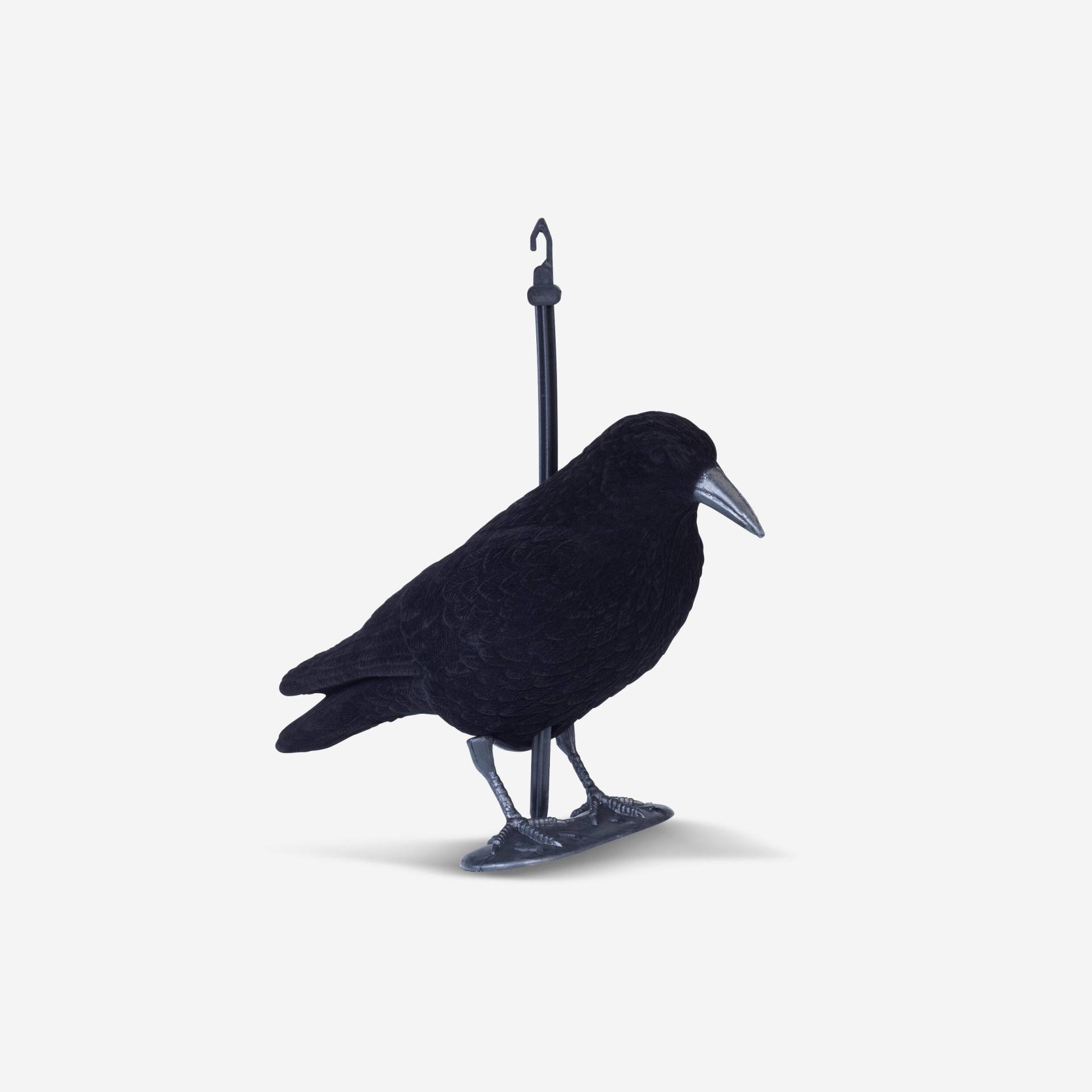 LOCKVOGEL RABE BEFLOCKT LOCKVOGEL RABE BEFLOCKT von STEPLAND