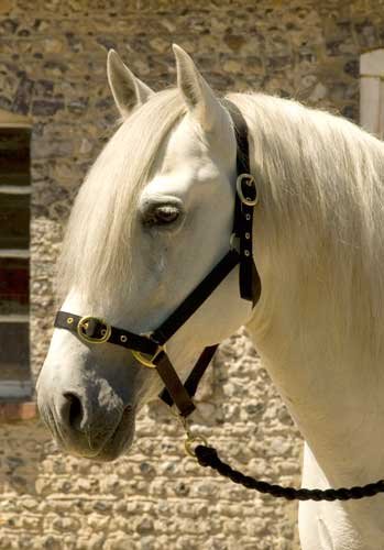 Snowhill Pferde Nylon Head Halsband Navy Pony Snowhill Pferde Nylon Head Halsband Navy Pony von Snowhill