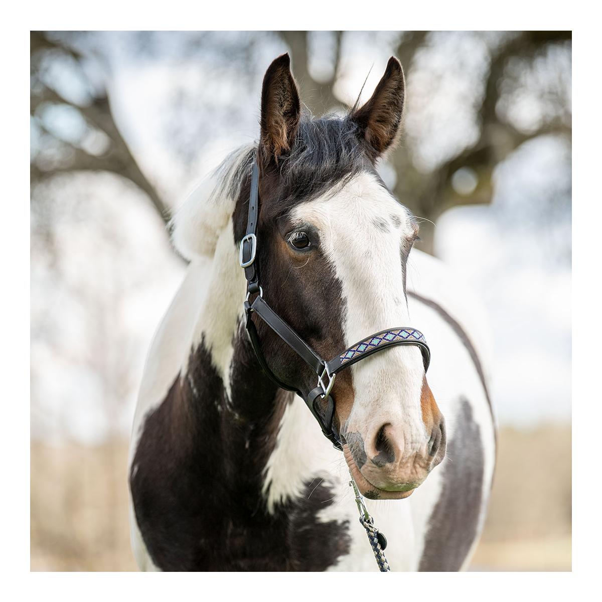 Soulhorse Lederhalfter Pearls Grösse: Pony, Farbe: Blau-Türkis Soulhorse Lederhalfter Pearls Grösse: Pony, Farbe: Blau-Türkis von Soulhorse