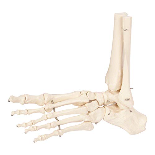 Beweglicher Fuß mit Unterschenkelstumpf, Anatomie Modell, Anatomische Lehrmittel Beweglicher Fuß mit Unterschenkelstumpf, Anatomie Modell, Anatomische Lehrmittel von Sport-Tec