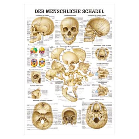 Schädel und Schädelknochen Lehrtafel Anatomie 100x70 cm medizinische Lehrmittel Schädel und Schädelknochen Lehrtafel Anatomie 100x70 cm medizinische Lehrmittel von Sport-Tec