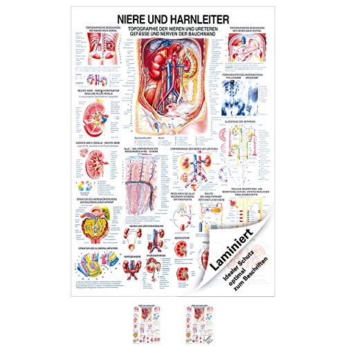 Sport-Tec Niere und Harnleiter Lehrtafel Anatomie 100x70 cm medizinische Lehrmittel Sport-Tec Niere und Harnleiter Lehrtafel Anatomie 100x70 cm medizinische Lehrmittel von Sport-Tec