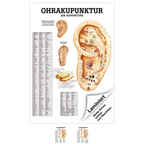 Sport-Tec Ohrakupunktur Poster Anatomie 70x50 cm medizinische Lehrmittel Sport-Tec Ohrakupunktur Poster Anatomie 70x50 cm medizinische Lehrmittel von Sport-Tec