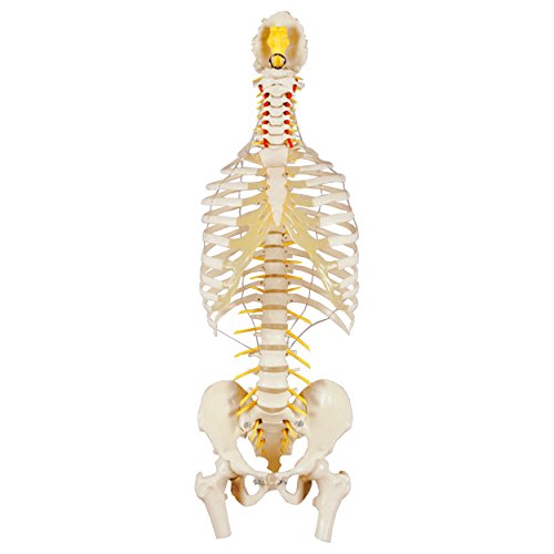 Wirbelsäule mit Brustkorb inkl. Stativ, Anatomie Modell, 80 cm Wirbelsäule mit Brustkorb inkl. Stativ, Anatomie Modell, 80 cm von Sport-Tec