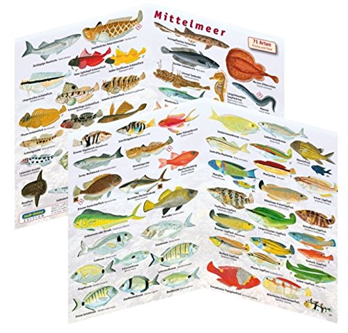 Fischfaltblatt Fischbestimmungskarte Faltblatt zur Fischbestimmung Mittelmeer, Süßwasser, Rotes Meer (Mittelmeer) von Sub-base
