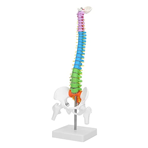 Wirbelsäulenmodell, 45cm/17.7in Farbiges menschliches Wirbelsäulenmodell Farbiges flexibles wissenschaftliches anatomisches menschliches Skelett Wirbelsäulenmodell mit Becken-Femur von Tyenaza