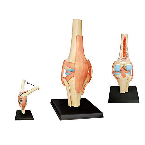 19 Abnehmbare Teile Menschliches Gelenk Modell - Anatomische Knie Modell Medical Teaching Modell - Für Medizinische Ausbildung Ausbildungshilfe,Puzzle Spielzeug 19 Abnehmbare Teile Menschliches Gelenk Modell - Anatomische Knie Modell Medical Teaching Modell - Für Medizinische Ausbildung Ausbildungshilfe,Puzzle Spielzeug von UIGJIOG