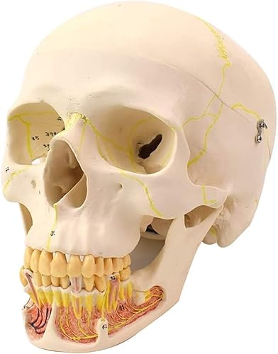 Anatomisches Schädelmodell 1:1 Nachbildung Eines Menschlichen Schädelmodells Unterkiefer Anatomie Professionelle Simulation Kopfschädel Stomatologie Schädellehre Menschliche Schädelstrukturlehre von UIGJIOG