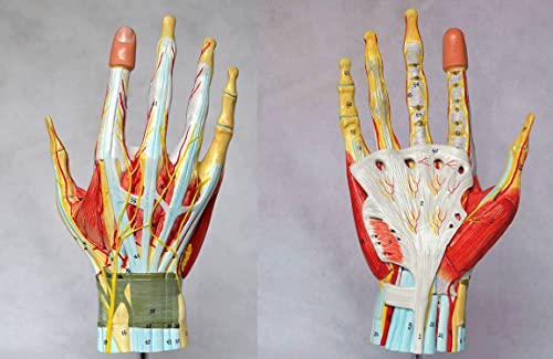 Handgelenkmodell, Medizinisches Anatomisches Hands-Skelettmodell Mit Bändern, Muskeln, Nerven Und Arterien, 7-Teile, Lebensgröße, Palmar-Gesicht Sind Abnehmbarer Professioneller Anatomischer Lehre von UIGJIOG