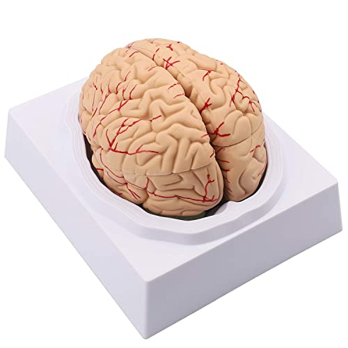 UIGJIOG 1: 1 Anatomie Menschliches Gehirn Modell Anatomisches Gehirn Modell Lebensgröße 8 Teile Anatomie Modell für medizinische Unterrichtsanzeige UIGJIOG 1: 1 Anatomie Menschliches Gehirn Modell Anatomisches Gehirn Modell Lebensgröße 8 Teile Anatomie Modell für medizinische Unterrichtsanzeige von UIGJIOG